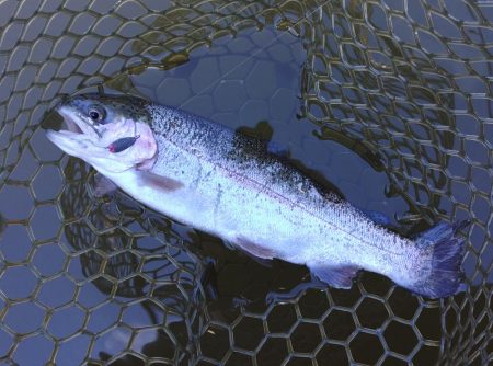 大安トラウトレイク釣果